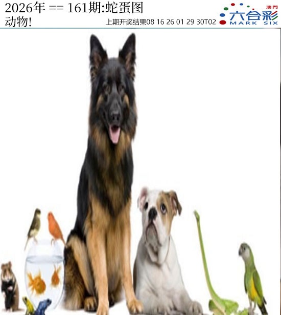 161期正版蛇蛋图[图]